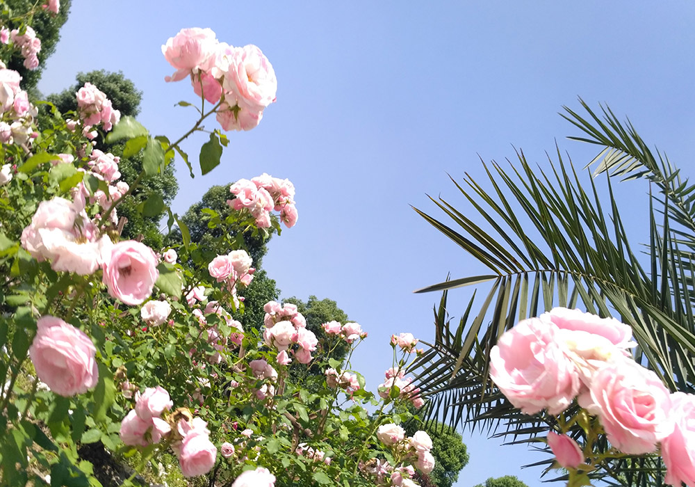 1511926301339997.jpeg 1.jpg